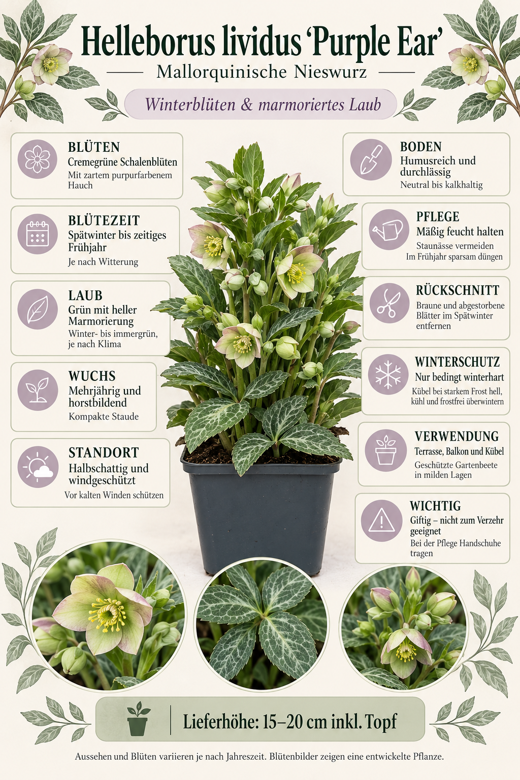 Helleborus lividus ‘Purple Ear’ – Mallorquinische Nieswurz mit marmoriertem Laub für Terrasse & Kübel – 15–20 cm inkl. Topf