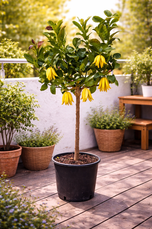 Buddhův citron (Citrus medica) – Exotická citrusová rostlina, 130-170 cm. Voňavá vzácnost pro vaši zahradu.