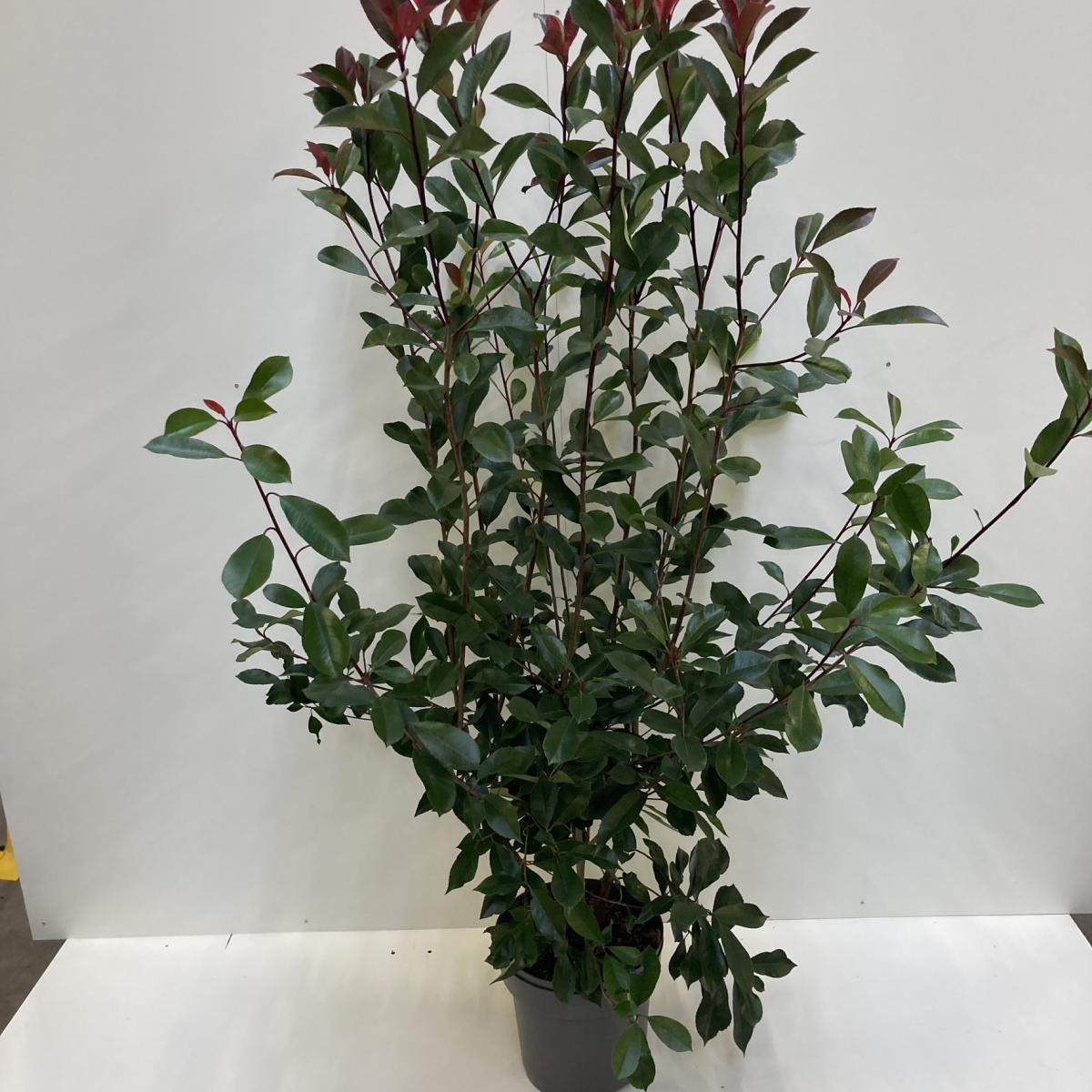 Photinia červená Red Robin 120-140 cm Photinia fraseri 'Red Robin' soliterní rostlina