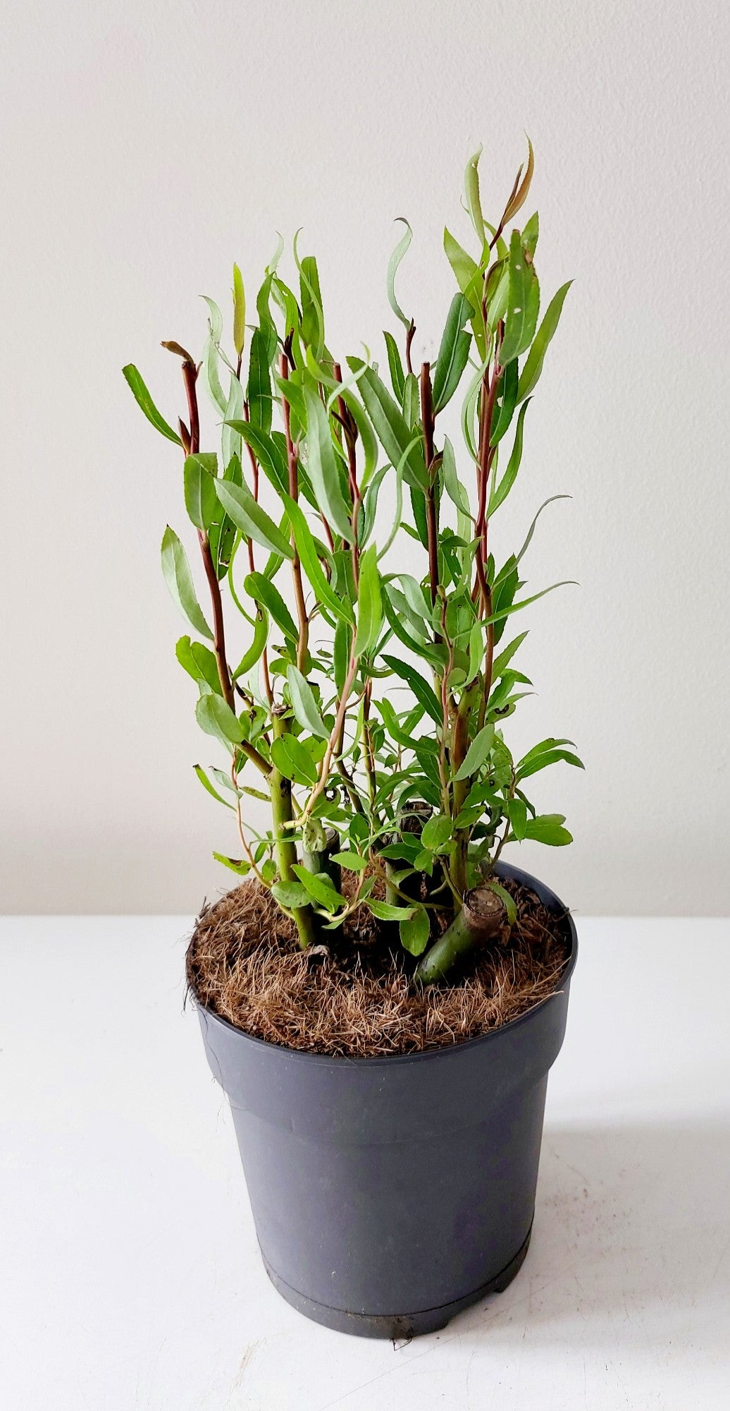 Vrba šípová 30-50 cm Salix babylonica Tortuosa Vrba šípová