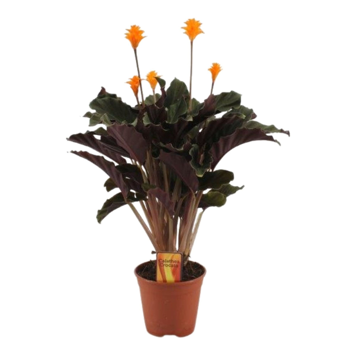 Calathea Crocata ca. 40 cm – Korbmarante Zimmerpflanze Grünpflanze haustierfreundlich