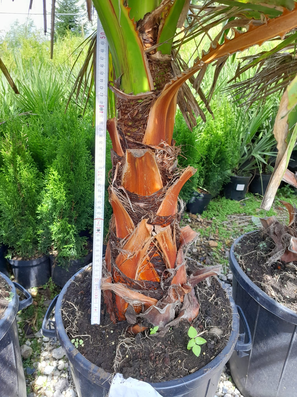 XXL Washingtonia robusta do 200 cm kmen 50-60 cm palma Petticoat pokojová rostlina