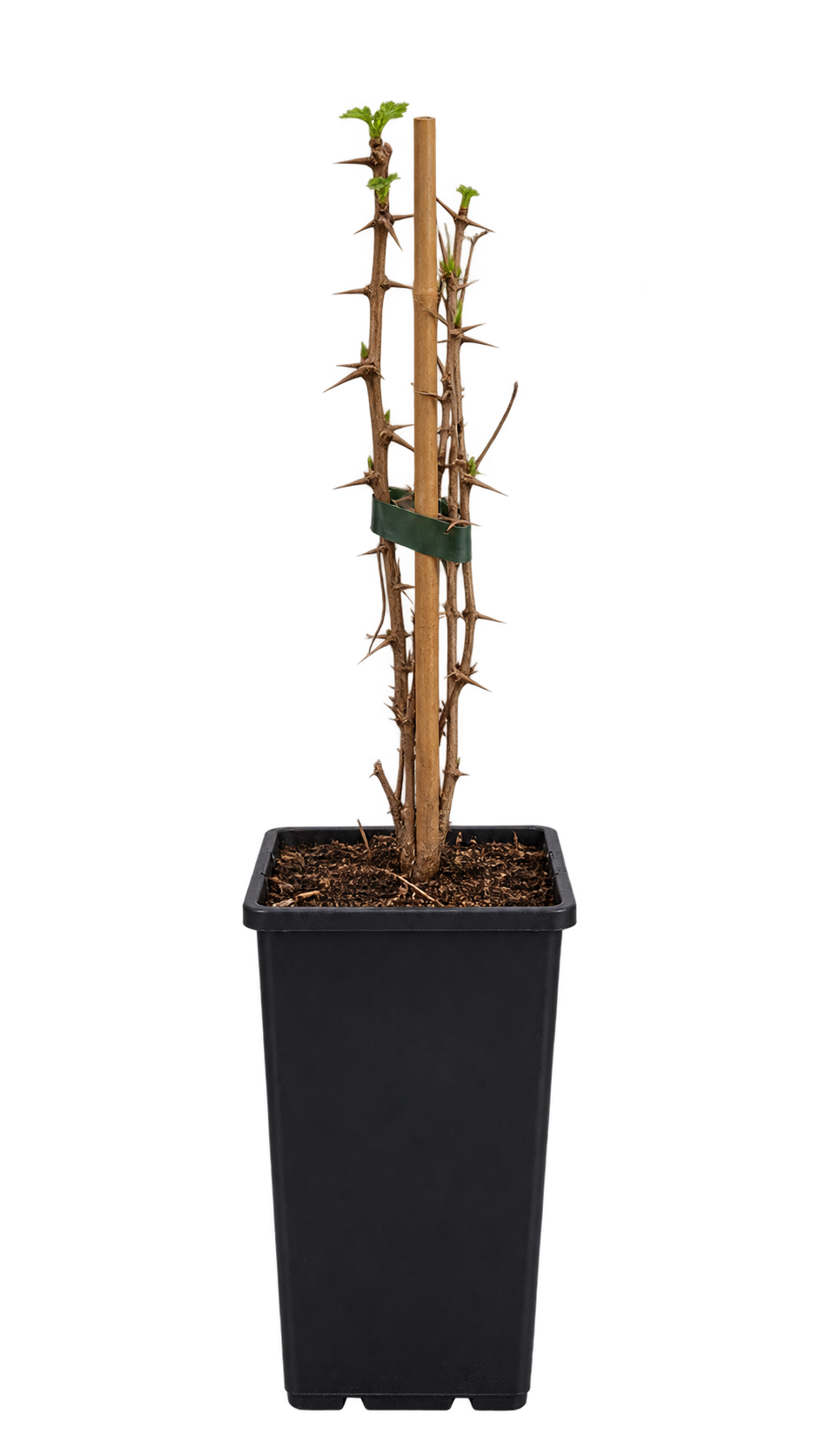 Oregon-Stachelbeere – Ribes divaricatum – winterharter Beerenstrauch mit essbaren Früchten – 40–60 cm inkl. Topf