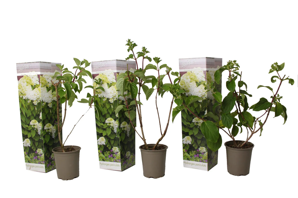 Hydrangea Paniculata 'Silver Dollar' 30-50 cm Rispenhortensie Laubgehölz