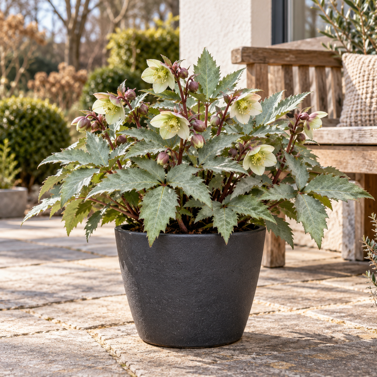 Helleborus × sternii ‘Silver Dollar’ – Nieswurz mit silbrigem Laub, immergrüne Blütenstaude für Garten & Kübel – 15–20 cm inkl. Topf