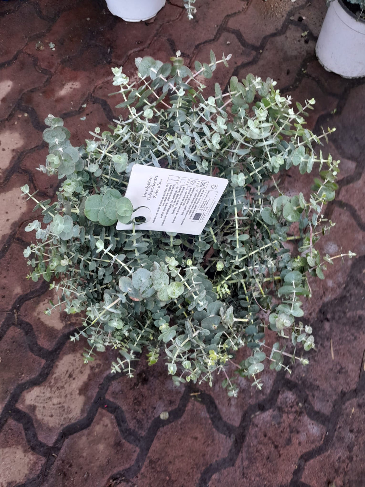 Eukalyptus stříbrolistý Baby Blue 40-50 cm rostlina, mrazuvzdorný strom