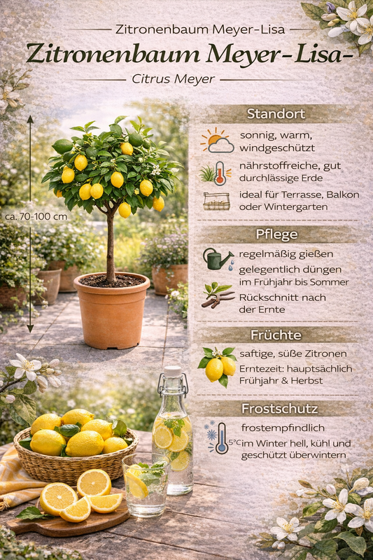 Citroník Meyer -Lisa- 70-80 cm s drobnými plody Citrus Meyer Lemon