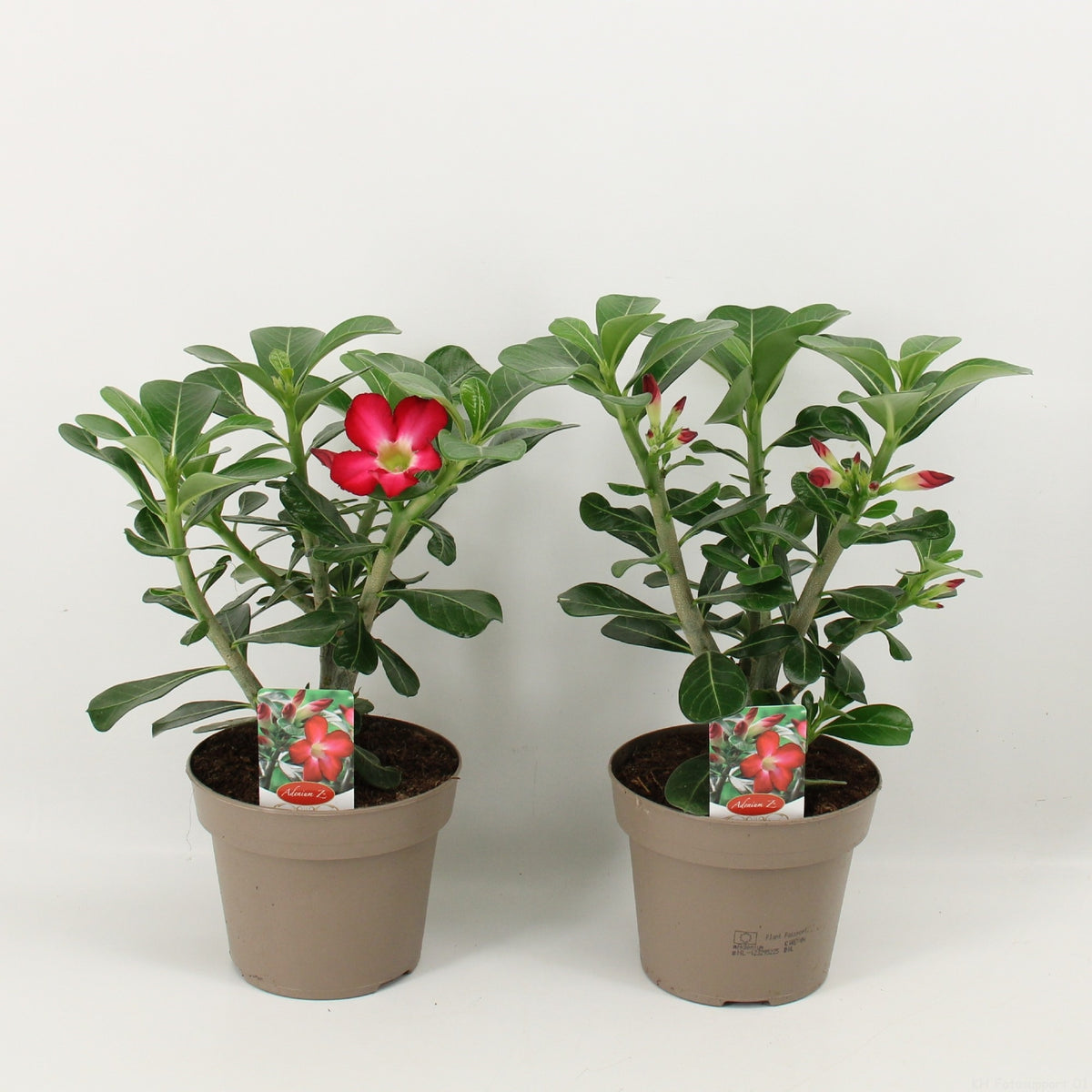 Adenium obesum - Wüstenrose - Topf 10,5cm - Höhe 25-40cm Zimmerpflanzen