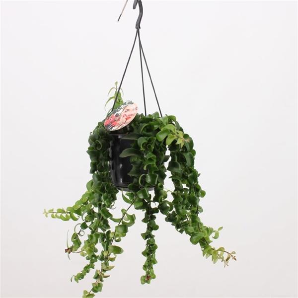 Aeschynanthus  - Schamblume - Lippenstift-Sinnblume  - Zimmerpflanze