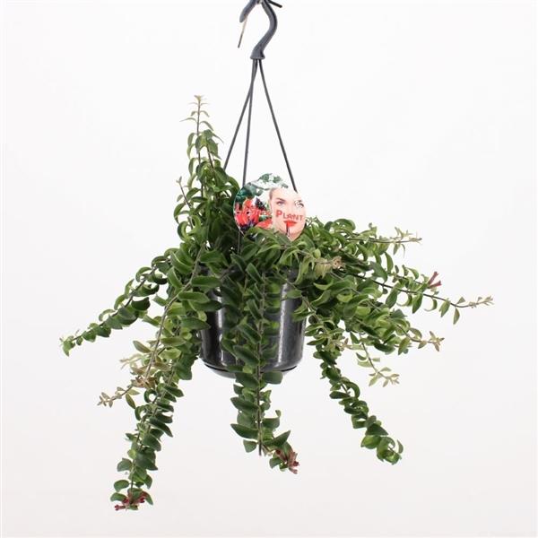 Aeschynanthus  - Schamblume - Lippenstift-Sinnblume  - Zimmerpflanze