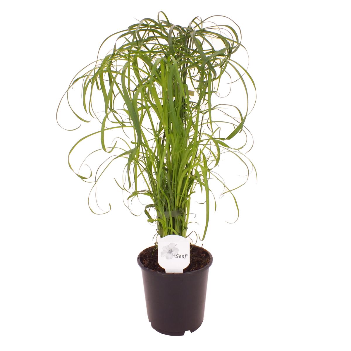 Cyperus - Zyperngras - Wasserpalme - Papyrusgras - Wasserpflanze - Sumpfpflanze