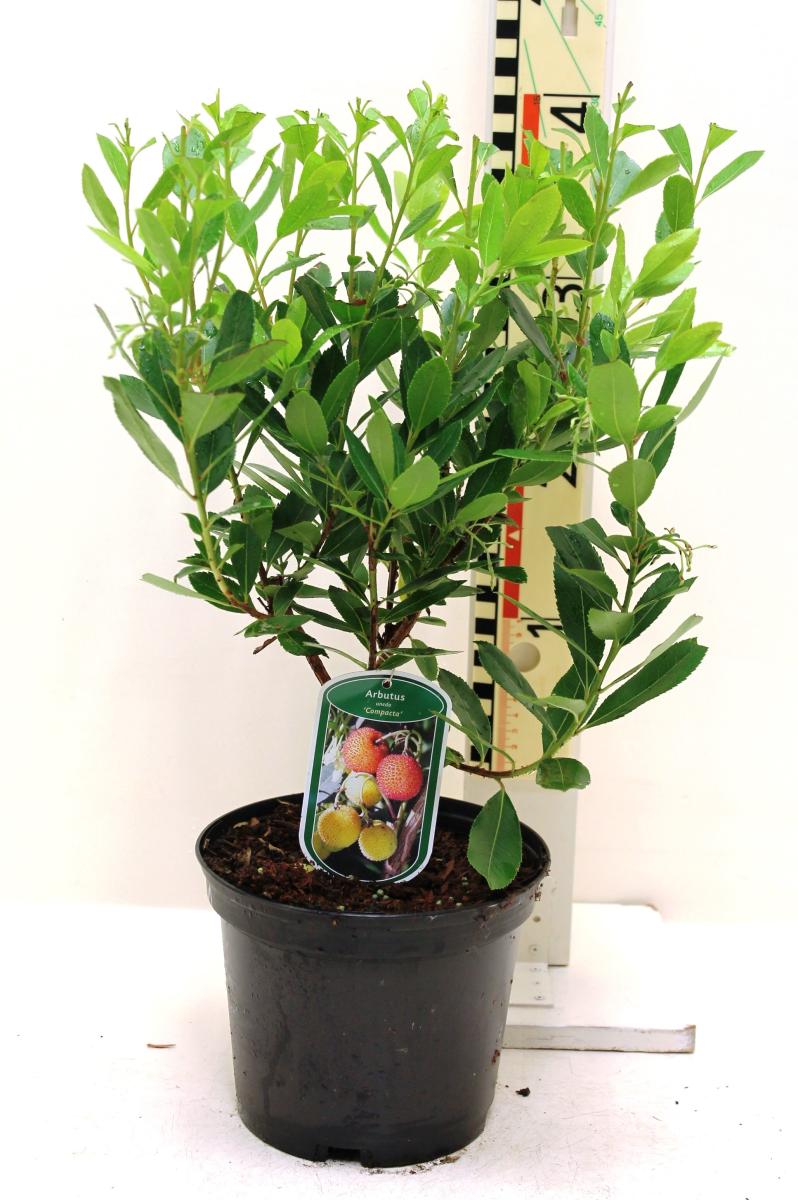 Erdbeerbaum Arbutus unedo -Erdbeerstrauch - Winterblüher und mediterranes Gehölz