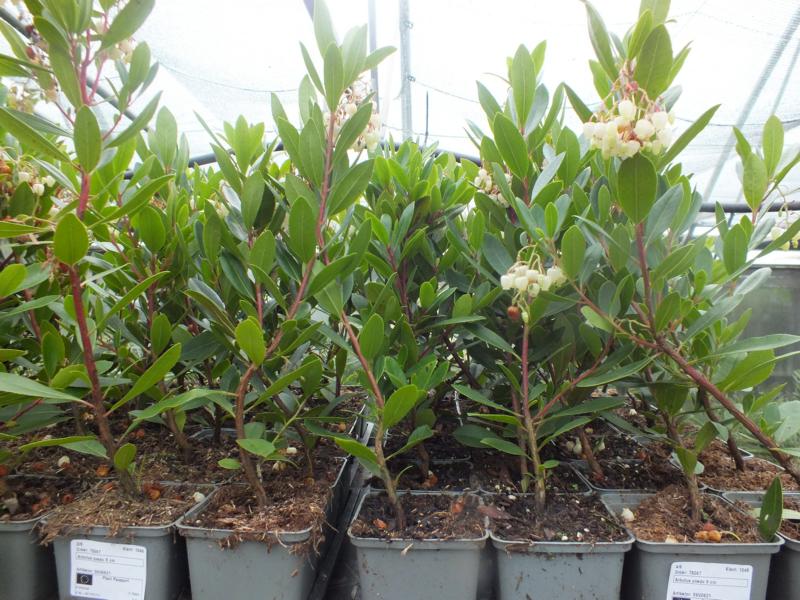 Erdbeerbaum Arbutus unedo -Erdbeerstrauch - Winterblüher und mediterranes Gehölz