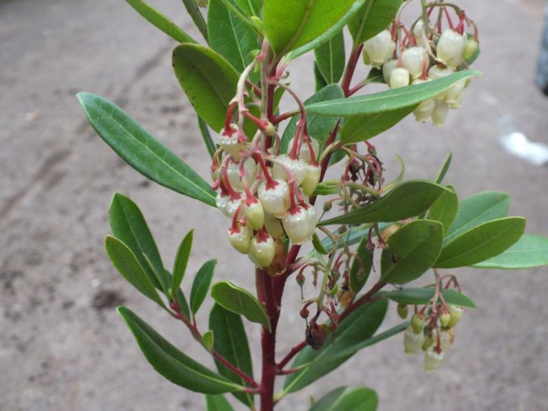 Erdbeerbaum Arbutus unedo -Erdbeerstrauch - Winterblüher und mediterranes Gehölz