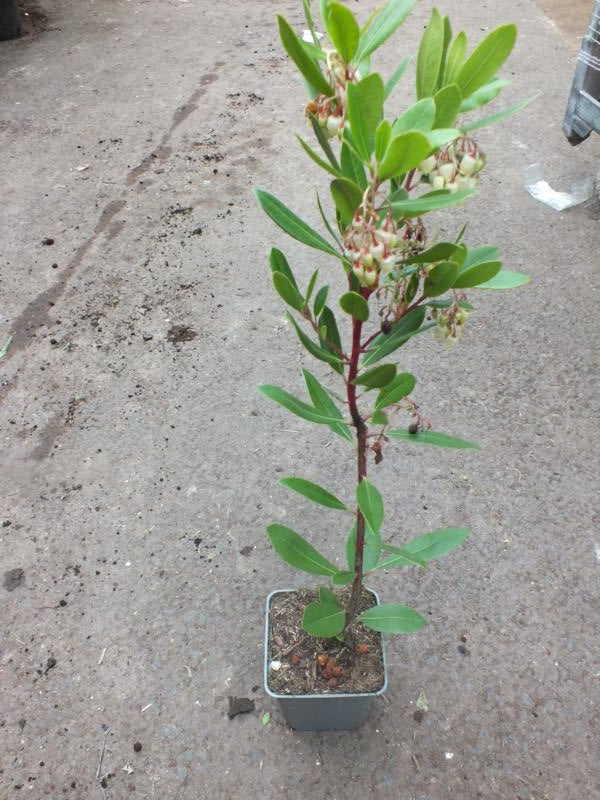 Erdbeerbaum Arbutus unedo -Erdbeerstrauch - Winterblüher und mediterranes Gehölz