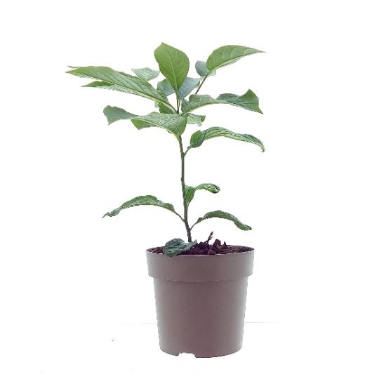 Asimina triloba Indianerbanane Papau winterharte Pawpaw Pflanze exotischer Obstbaum