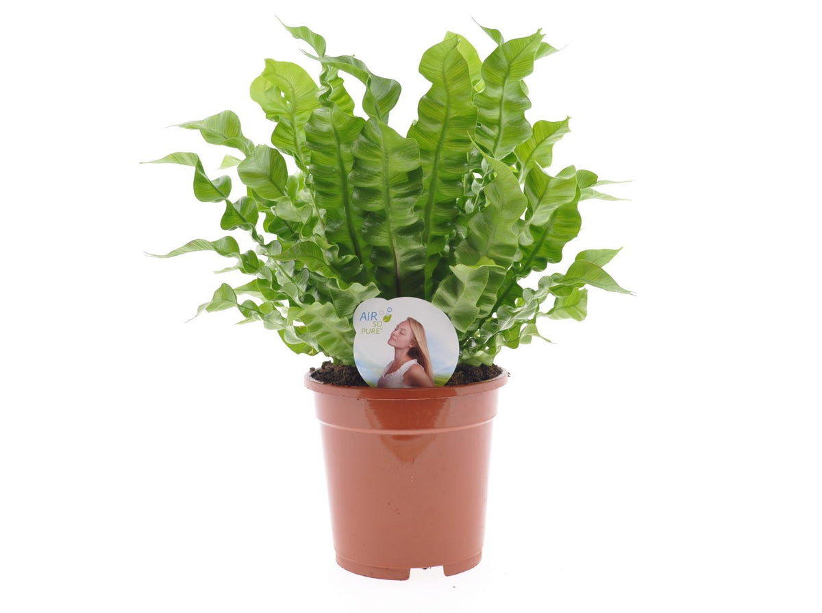 Asplenium nidus 'Crispy Wave' - kapradina Ptačí hnízdo - pokojová rostlina čistící vzduch - listnatá rostlina