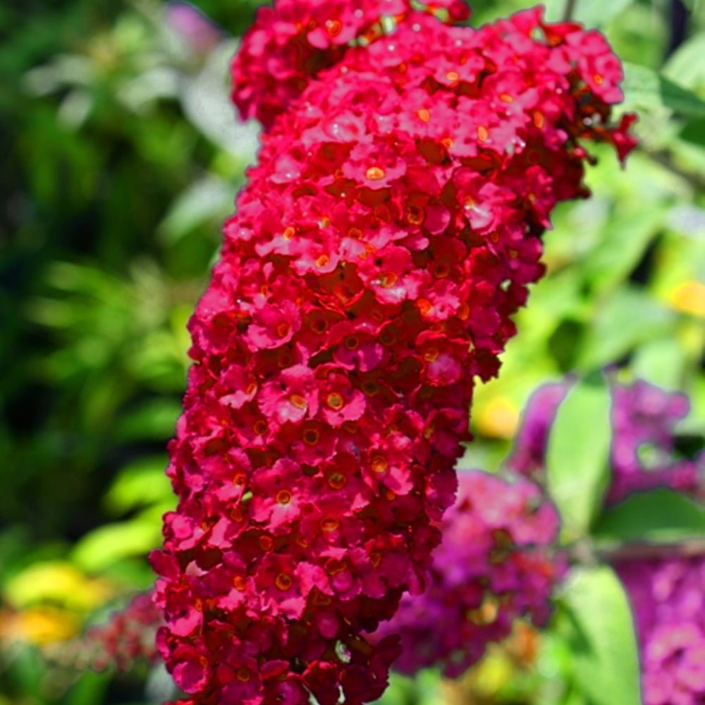 Schmetterlingsflieder - Buddleja davidii - Sommerflieder - Fliederspeer