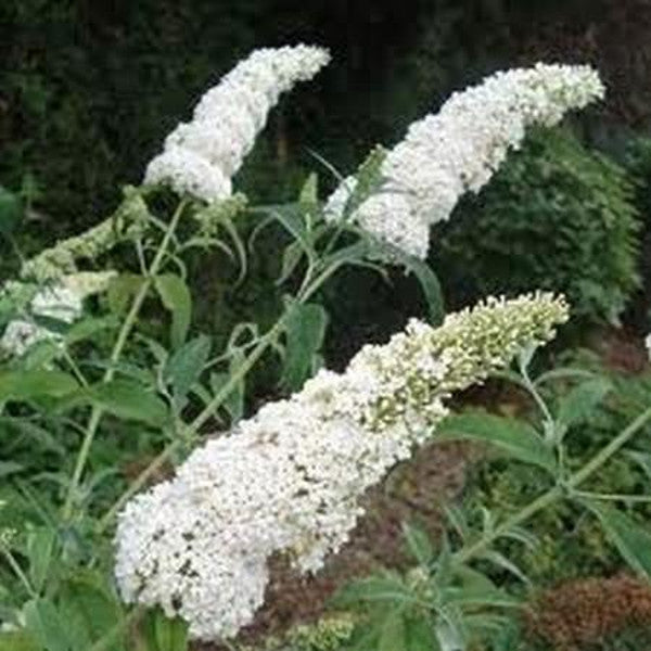 Schmetterlingsflieder - Buddleja davidii - Sommerflieder - Fliederspeer