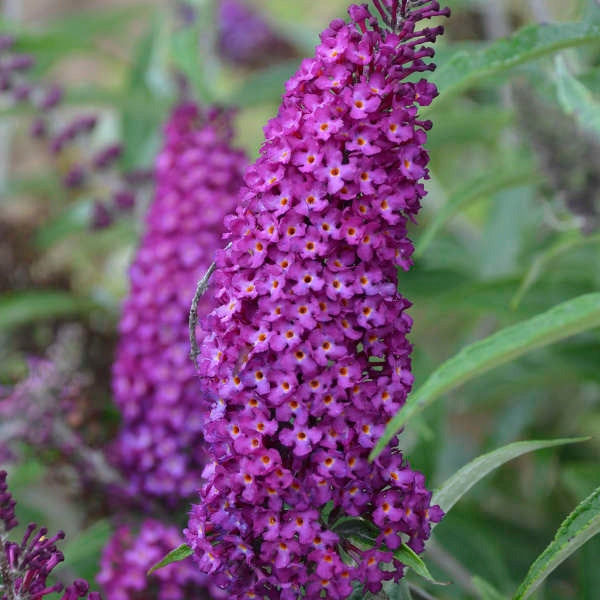 Schmetterlingsflieder - Buddleja davidii - Sommerflieder - Fliederspeer