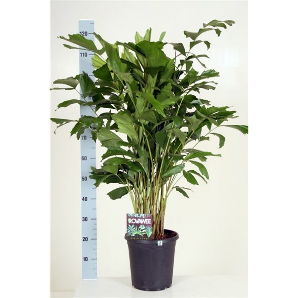 Rybí ocas - Caryota mitis - Hořící palmy - Pokojová rostlina