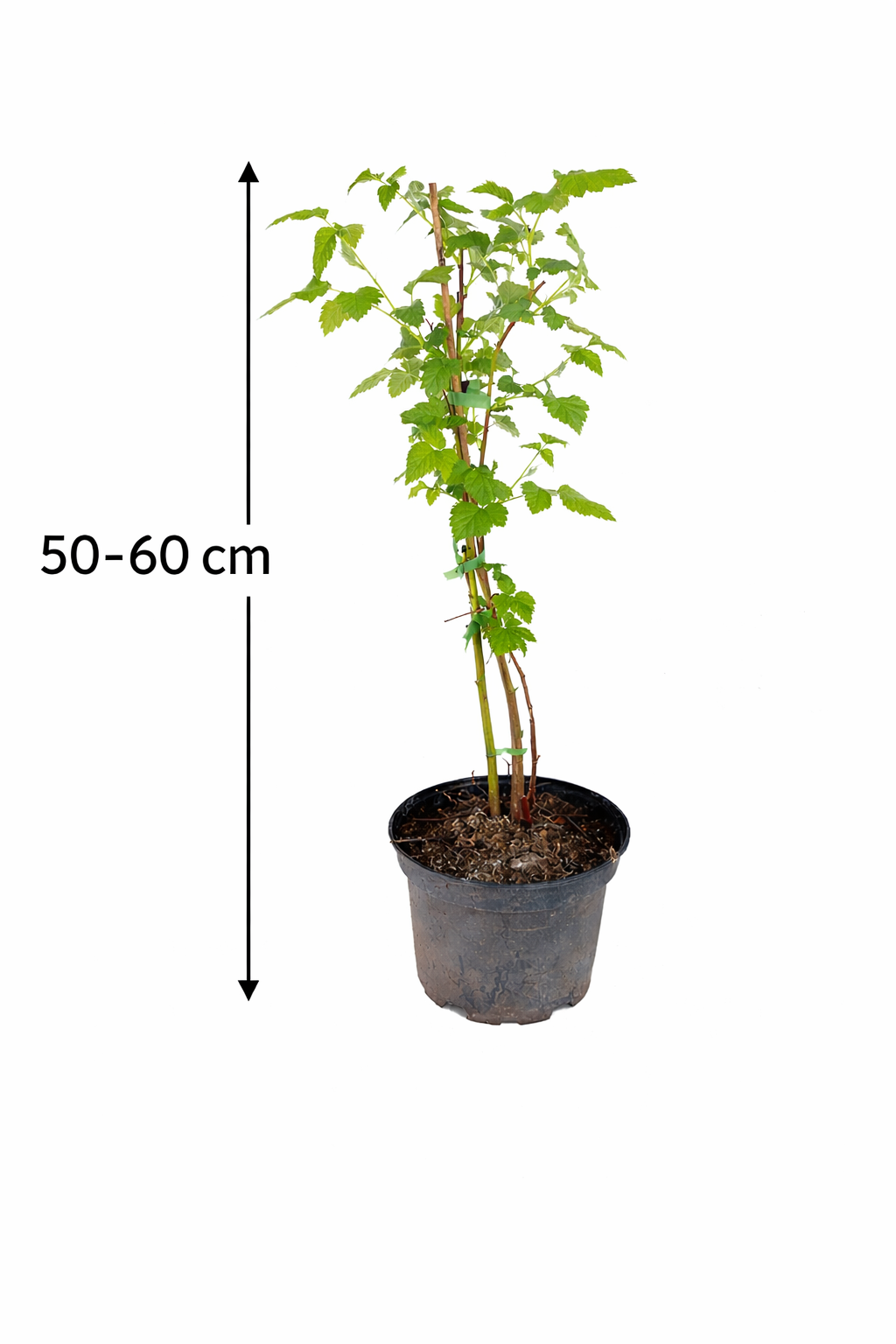Tayberry Brombeere-Himbeere Kreuzung – Rubus ‘Buckingham Tayberry’ – dornlos, Beerenstrauch 50–60 cm