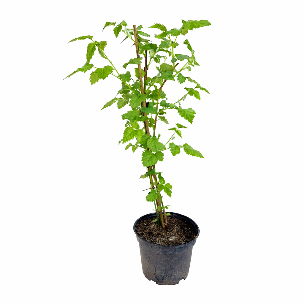 Tayberry Brombeere-Himbeere Kreuzung – Rubus ‘Buckingham Tayberry’ – dornlos, Beerenstrauch 50–60 cm