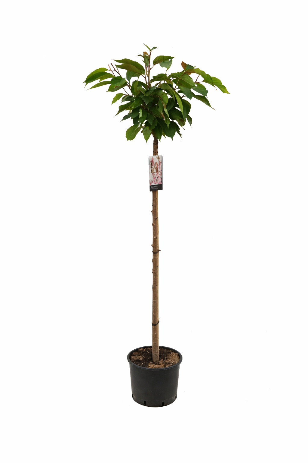 Prunus serrulata 'Kanzan' - Japanische Nelkenkirsche - Zierkirsche