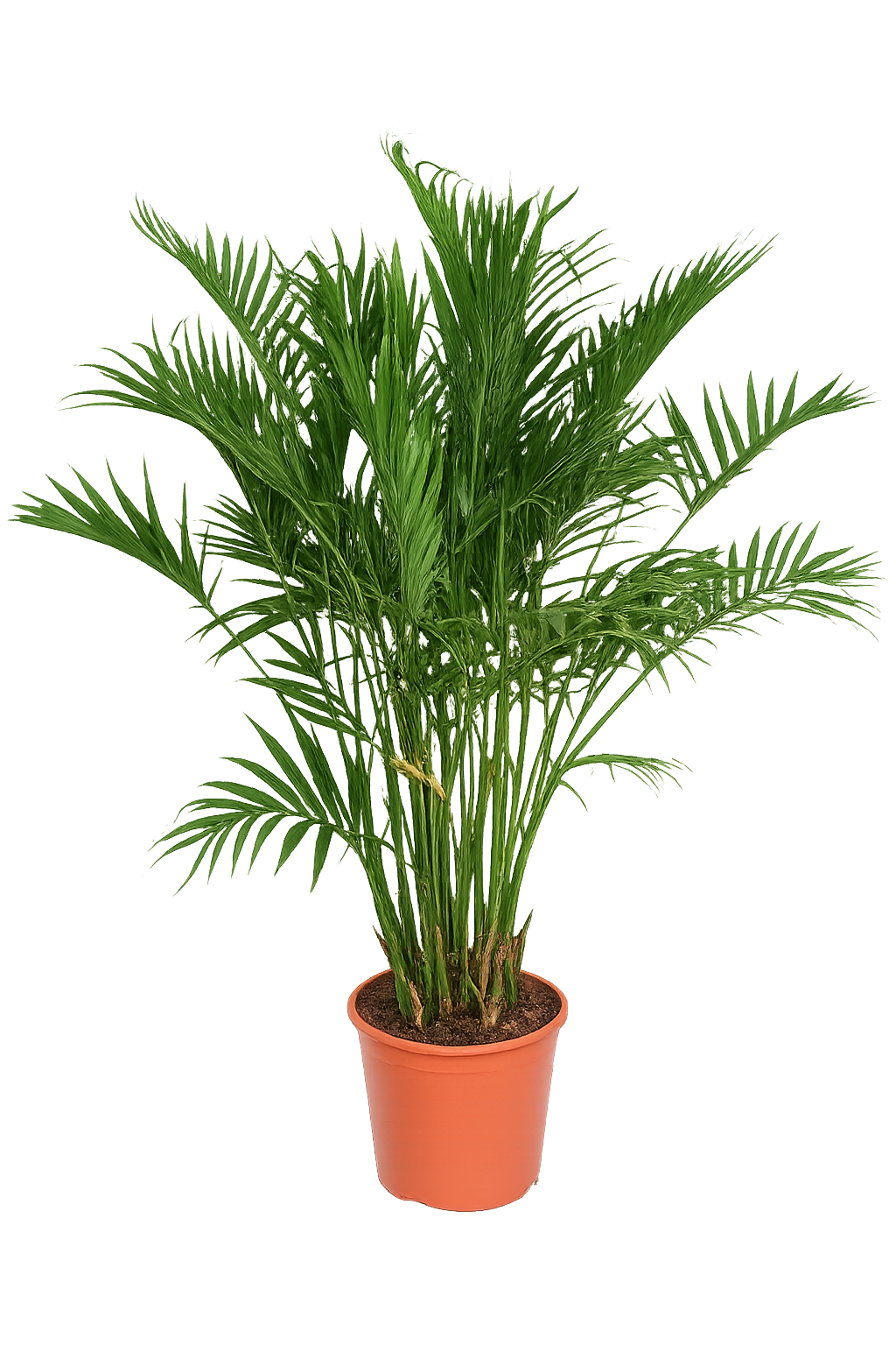 Chamaedorea cataractarum – Mexikanische Bergpalme 70-100 cm | Zimmerpflanze, pflegeleicht, luftreinigend