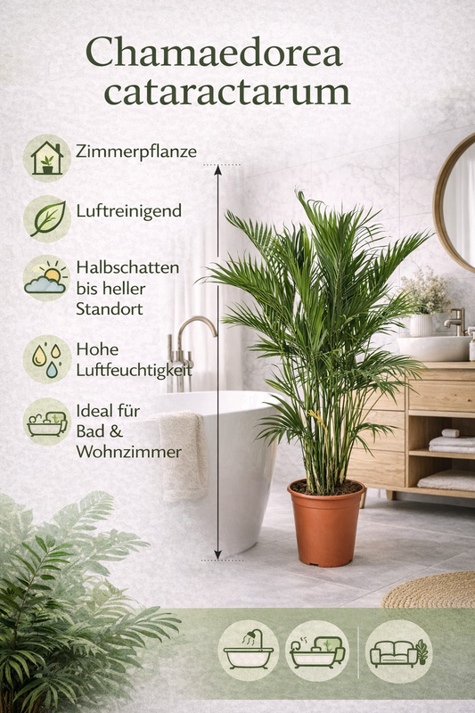 Chamaedorea cataractarum – Mexikanische Bergpalme 70-100 cm | Zimmerpflanze, pflegeleicht, luftreinigend