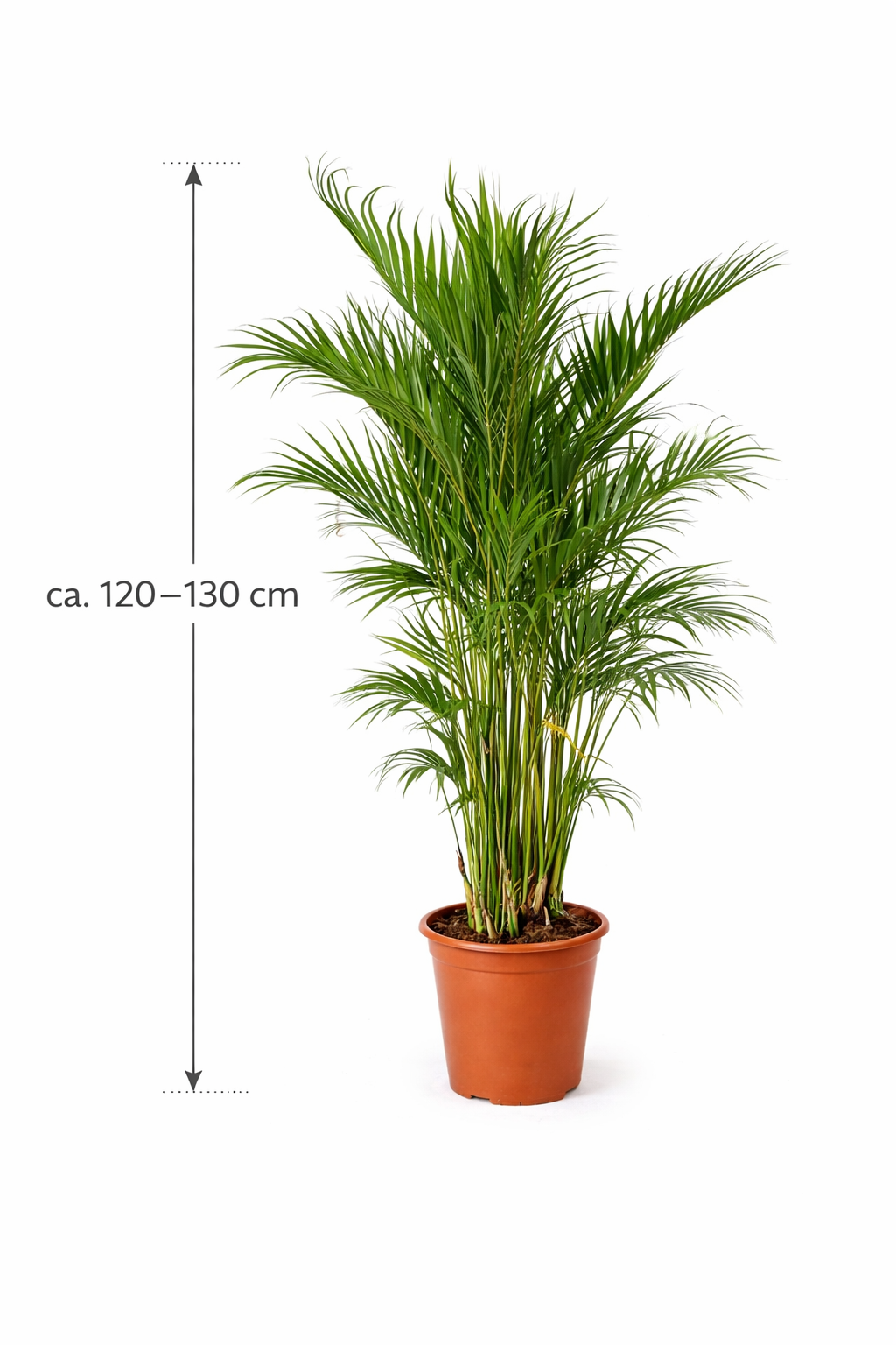 Chamaedorea cataractarum – Mexikanische Bergpalme 120-130 cm | Zimmerpflanze, pflegeleicht, luftreinigend