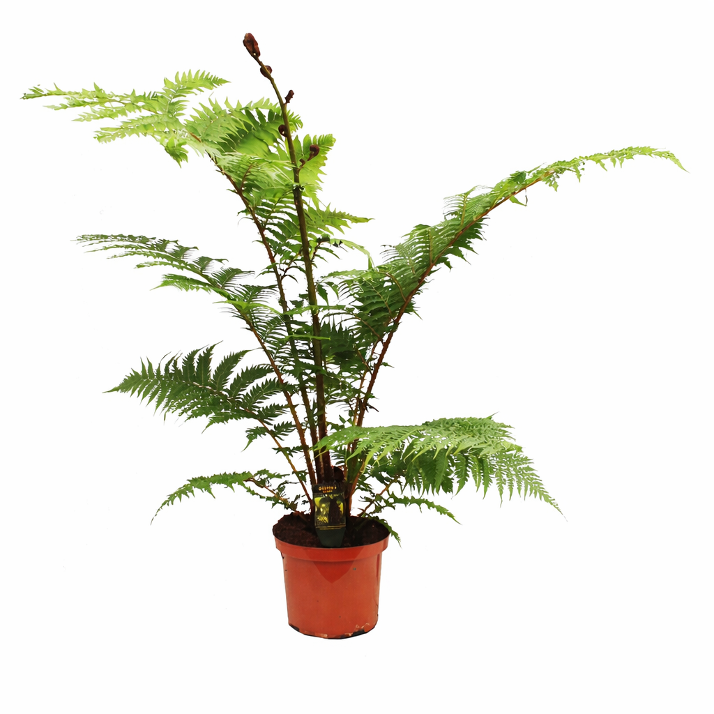Australská stromová kapradina „Cyathea Australis“ – cca. 120 cm vysoká včetně květináče | Rychle rostoucí pokojová kapradina a exotická rostlina pro zahradu, zimní zahradu a terasu