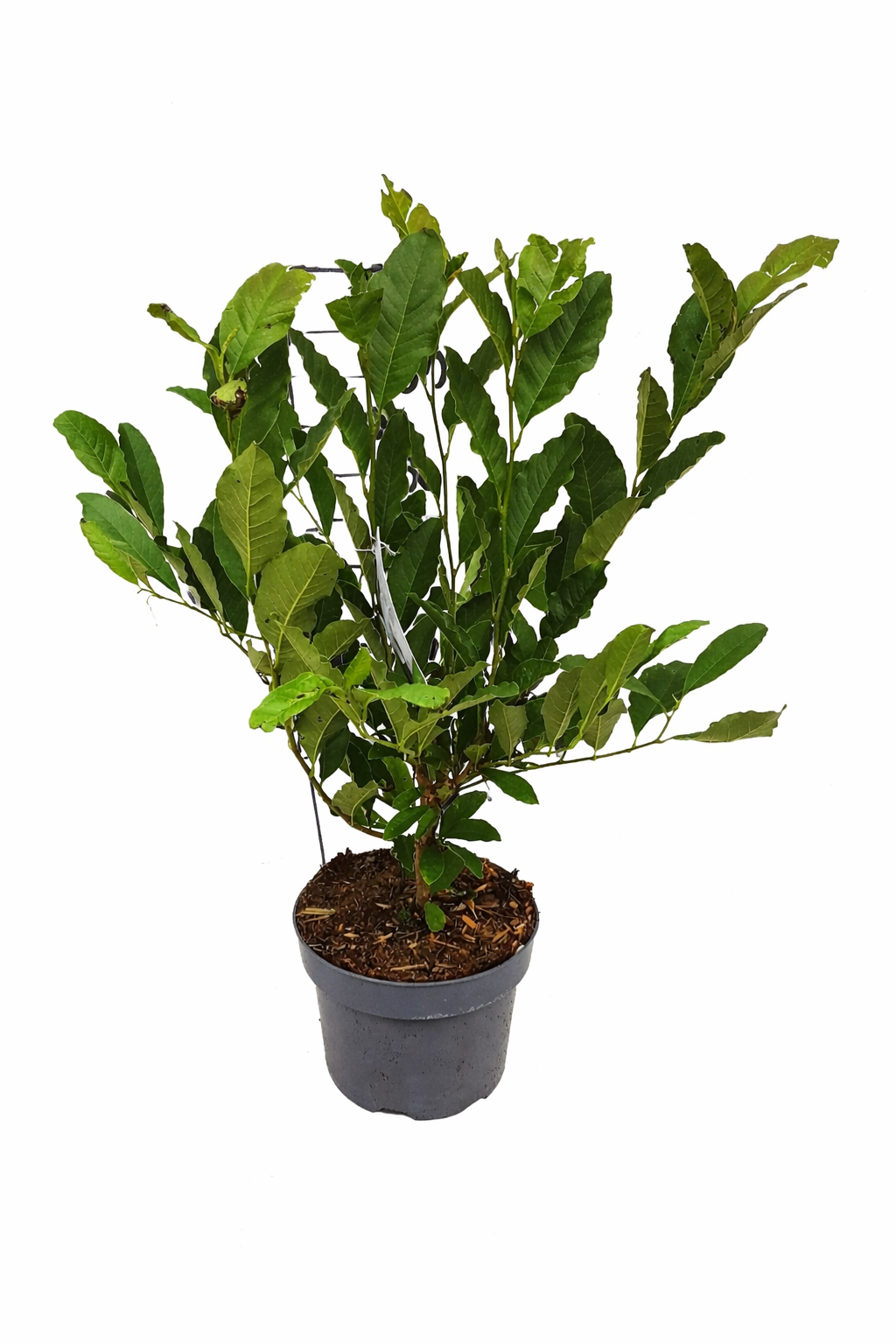 Sternmagnolie (Magnolia stellata) – Zierstrauch 60-80 cm | Frühblühende Magnolie mit Sternblüten