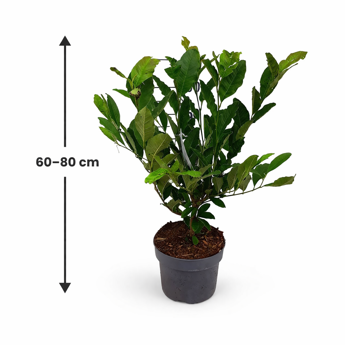Sternmagnolie (Magnolia stellata) – Zierstrauch 60-80 cm | Frühblühende Magnolie mit Sternblüten