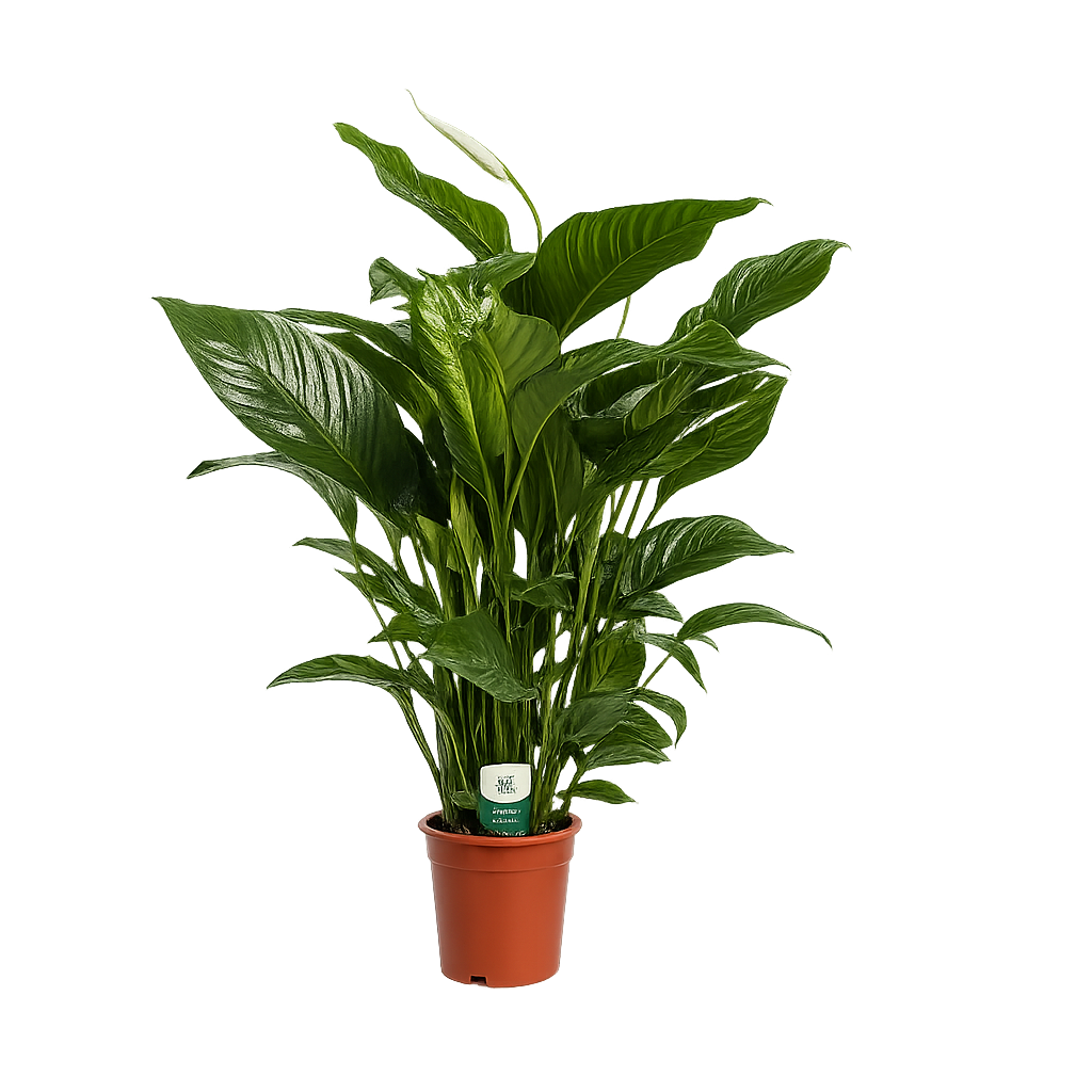Spathiphyllum 'Sweet Lauretta' Einblatt  ca. 100 cm  Pflegeleichte, luftreinigende Zimmerpflanze für gesundes Raumklima