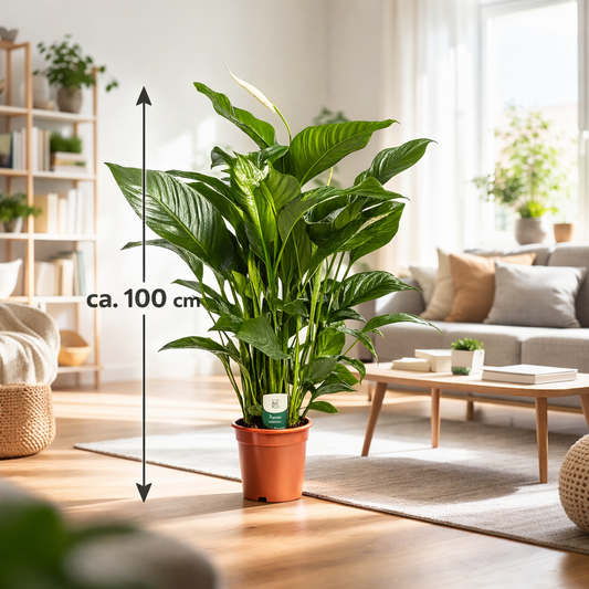 Spathiphyllum 'Sweet Lauretta' Lily míru cca. 100 cm Snadno udržovatelná pokojová rostlina čistící vzduch pro zdravé vnitřní klima