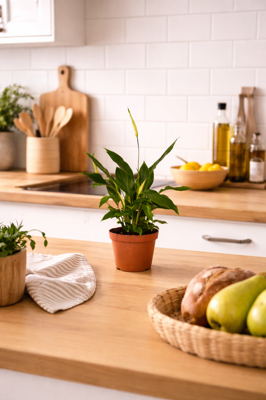 Spathiphyllum ‚Chopin‘ 30 cm – Einblatt / Friedenslilie – Scheidenblatt Zimmerpflanze luftreinigend & pflegeleicht