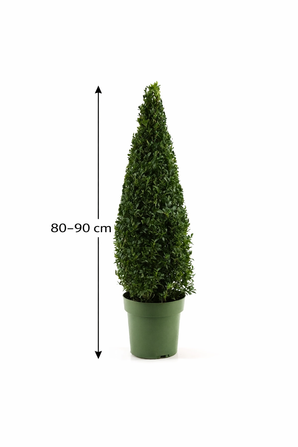 Pyramida z buxusu - Kužel 90 cm Buxus sempervirens