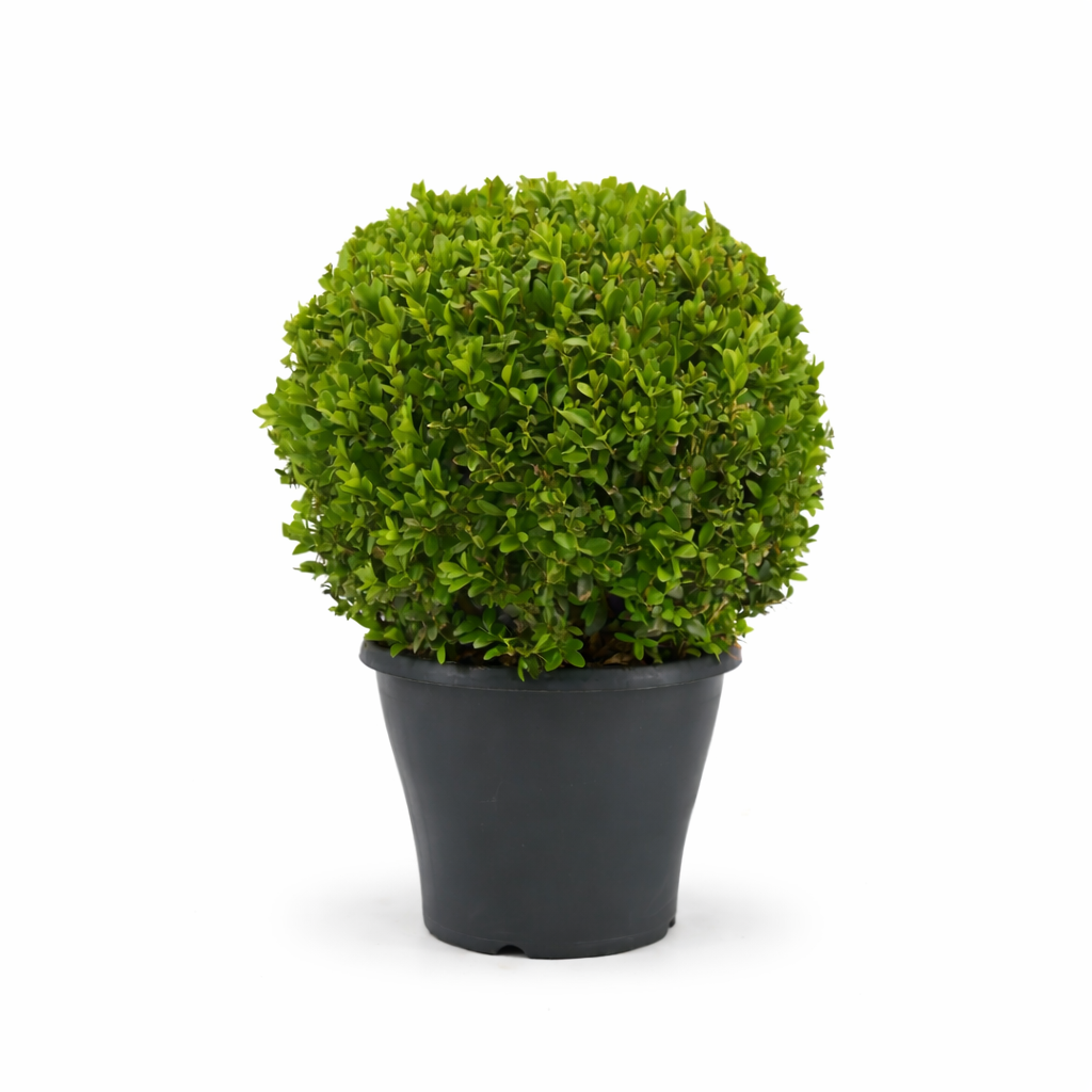 Průměr koule z buxusu cca. 35 cm – Vždyzelený Buxus sempervirens pro zahradu a dekoraci