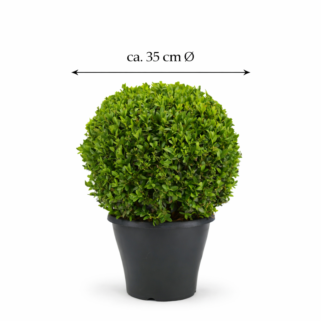 Průměr koule z buxusu cca. 35 cm – Vždyzelený Buxus sempervirens pro zahradu a dekoraci