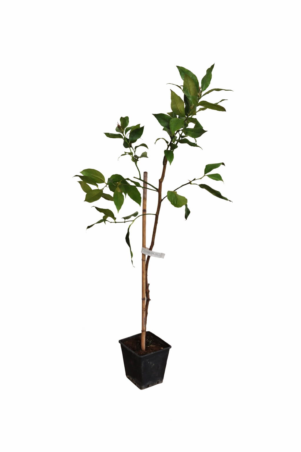 Citrus limon Femminello Siracusano – Zitronenbaum 120–160 cm, robuste echte Zitrone, mediterrane Kübelpflanze