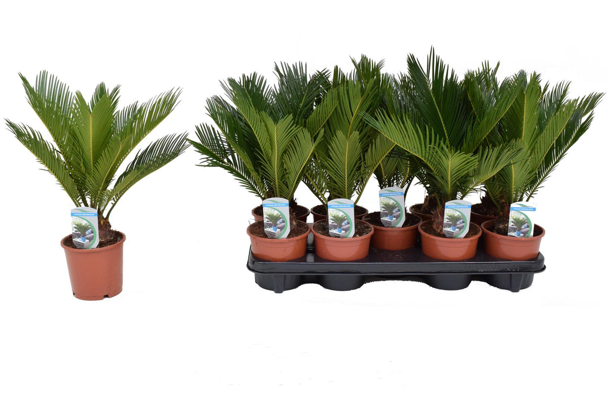 Pokojová rostlina Cycas Revoluta cykasová ságová palma
