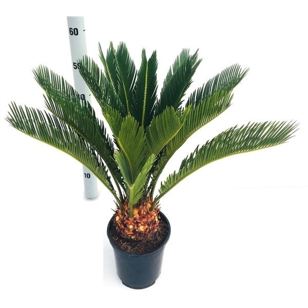 Pokojová rostlina Cycas Revoluta cykasová ságová palma