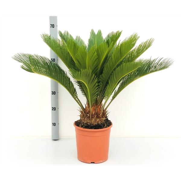 Pokojová rostlina Cycas Revoluta cykasová ságová palma