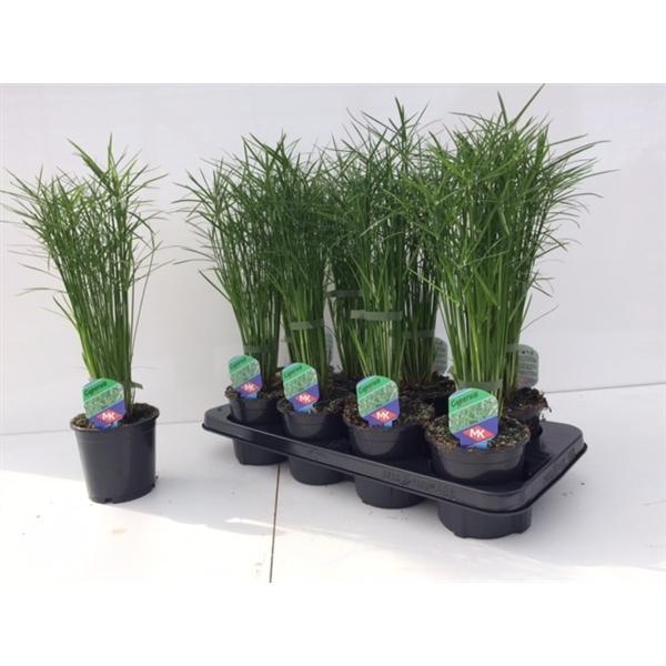 Cyperus - Zyperngras - Wasserpalme - Papyrusgras - Wasserpflanze - Sumpfpflanze