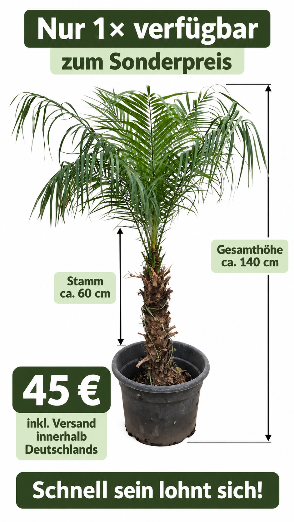 Angebot Phoenix Roebelenii #1