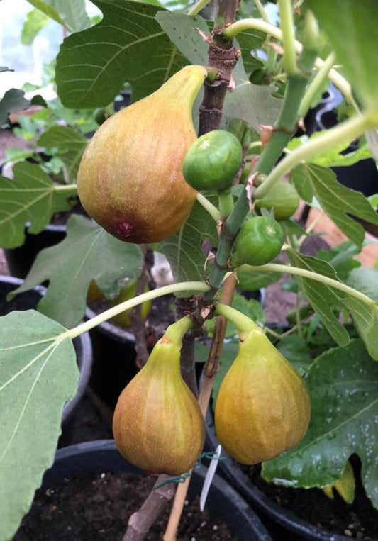 Ficus carica Bornholms diamant - Feigenbaum  - Winterhart - Gartenpflanze