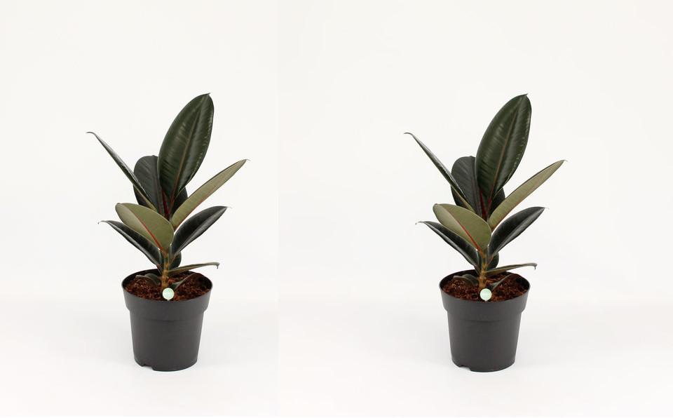 Kaučukovník Ficus elastica Abidjan pokojová rostlina zelená rostlina nenáročná na péči