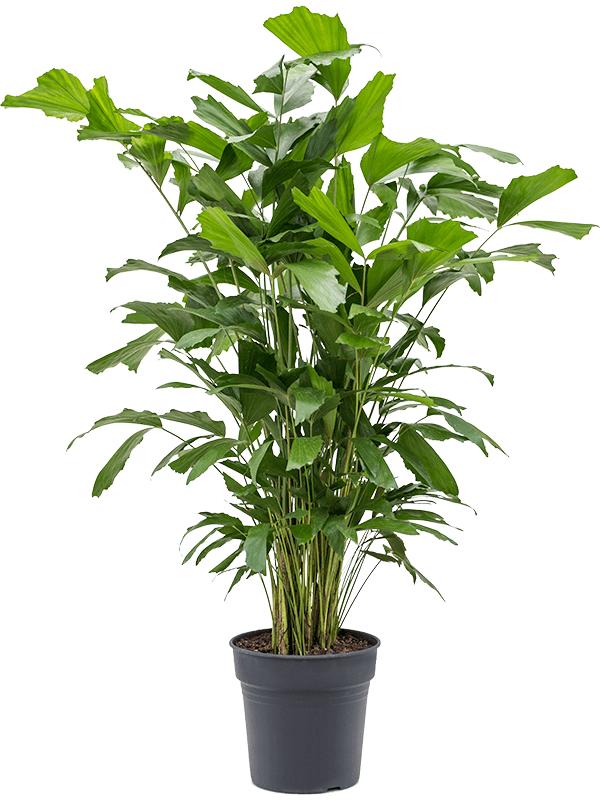 Rybí ocas - Caryota mitis - Hořící palmy - Pokojová rostlina