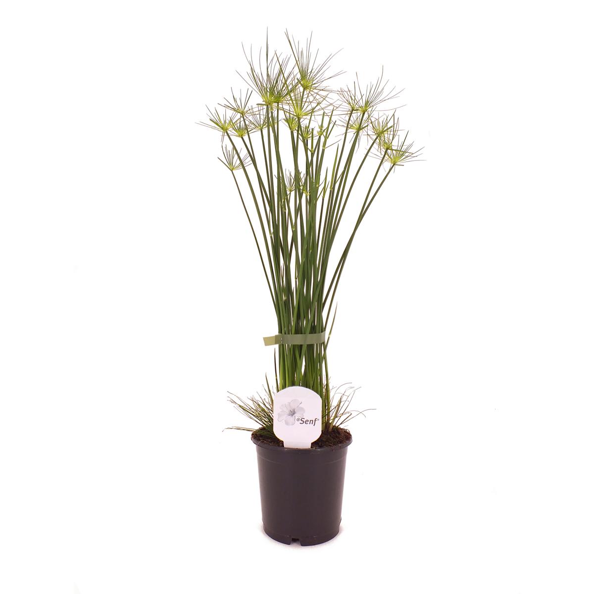 Cyperus - Zyperngras - Wasserpalme - Papyrusgras - Wasserpflanze - Sumpfpflanze